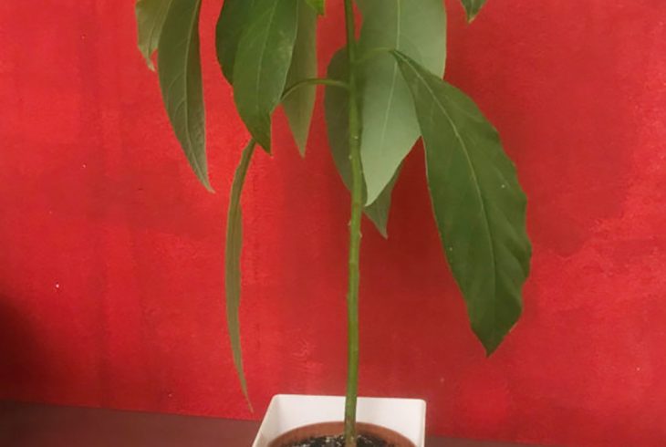 ilmioprimoavocado